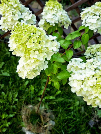 Vibrant white hydrangea blossoms fill the garden, showing their beauty under the bright sun in the...