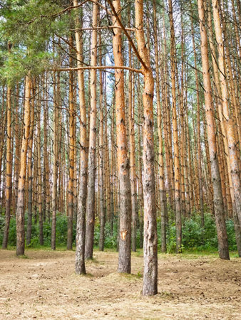 A tranquil forest scene features tall pine trees with smooth trunks, surrounded by lush greenery and...