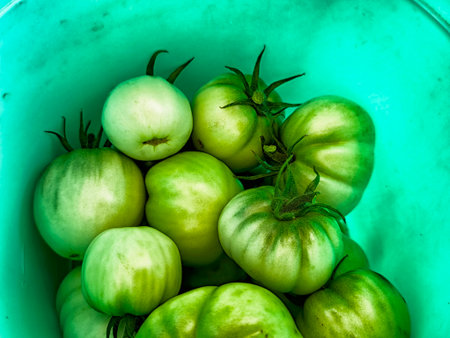 Freshly picked green tomatoes fill a bright green bucket, showcasing the bounty from a successful late summer harvest.の写真素材
