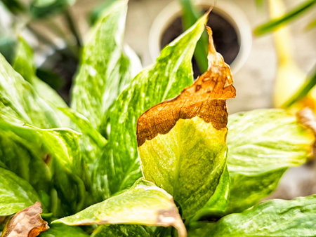 A close-up of a houseplant shows a damaged leaf with browning edges, indicating possible...