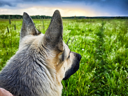 A german shepherd observes the vast green landscape, with gentle breezes and dimming light creating a serene atmosphere.の写真素材