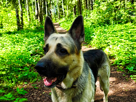 A German Shepherd is capturing moments during a walk on a forest path surrounded by lush greenery...