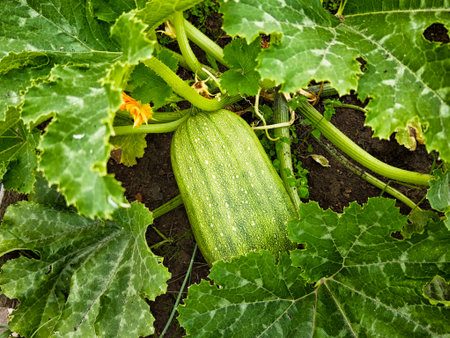 A young zucchini is maturing on the soil among lush green leaves in a sunny garden during the summer season.の写真素材