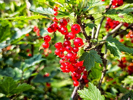 Red currents hang in clusters from green bushes, illuminated by sunlight in a vibrant garden setting...