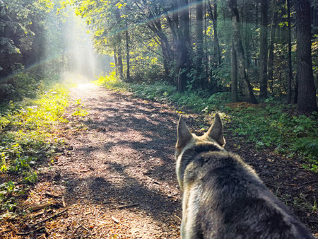 A dog walks along a forest path illuminated by sunlight, surrounded by trees and nature in the...