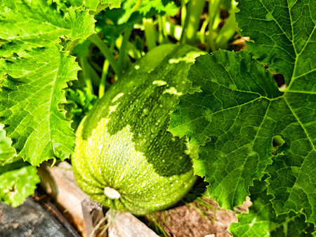 A green squash sits nestled among large leaves, soaking up sunlight in a productive garden during the late summer season.の写真素材