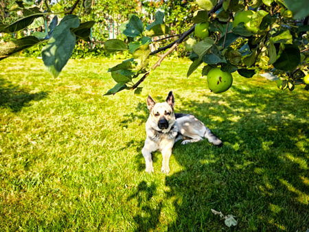 Dog rests peacefully on the green grass beneath an apple tree, enjoying the warmth of the afternoon sun in a serene garden.の写真素材