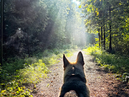A curious dog stands on a forest path, gazing forward as sunlight streams through the trees in the early morning atmosphere.の写真素材
