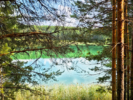 Sunlight filters through tall pine trees, revealing a calm lake with stunning blue-green waters surrounded by lush greenery in the afternoon.の写真素材