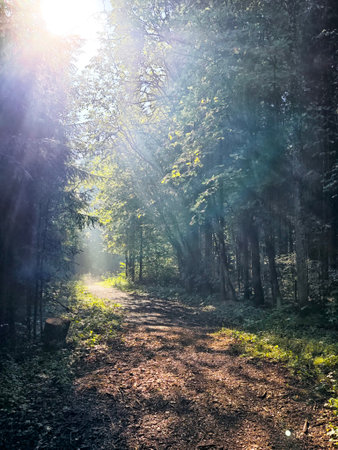A peaceful forest path glows in morning light, with sunlight filtering through tall trees, inviting a tranquil walk.の写真素材