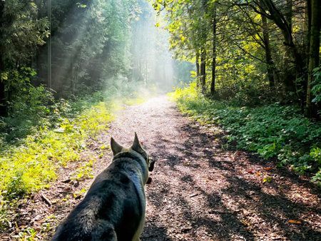 A dog explores a tranquil forest surrounded trail by tall trees, with sunlight filtering through the leaves on a bright day.の写真素材