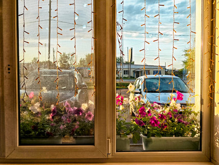 A cozy window scene showcases colorful flowers in pots and parked vehicles outside under the warm light of late afternoon.の写真素材