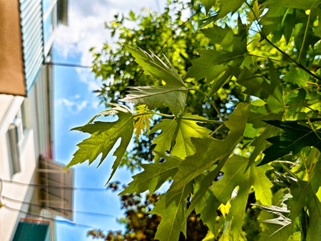 Fresh green leaves glisten in sunlight, surrounded by a vibrant garden and urban buildings on a sunny day.の写真素材