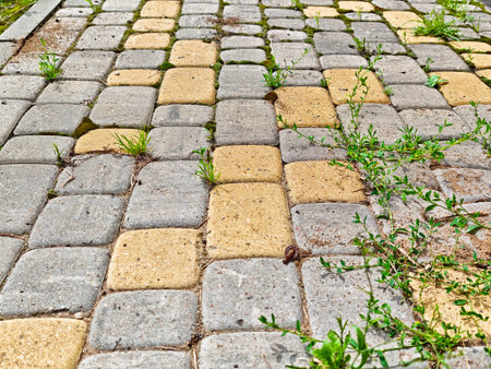 A cobblestone path showcases interlocking stones with patches of grass growing in between, creating a natural and tranquil atmosphere.の写真素材