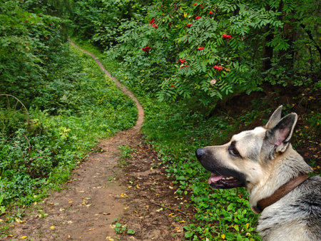 A German Shepherd stands on a lush nature trail surrounded by greenery, enjoying the fresh air and scenic view on a beautiful day.の写真素材