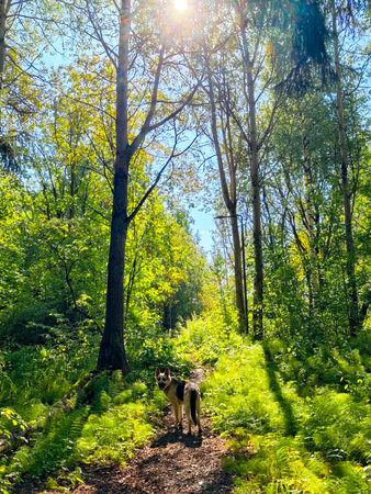A dog walks along a sunlit trail in a vibrant forest, with tall trees and ferns providing a serene...