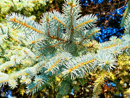 Sunlight filters through the branches, illuminating vibrant green pine needles in a lush forest...
