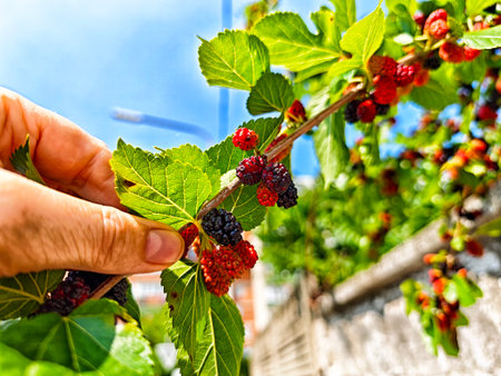 A person is gently picking ripe mulberries from a vibrant green branch in a sunny garden, enjoying the harvest on a warm day.の写真素材