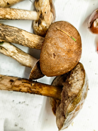 Various types of mushrooms, including caps and stems, arranged on a light surface, showing their unique textures and colors.の写真素材