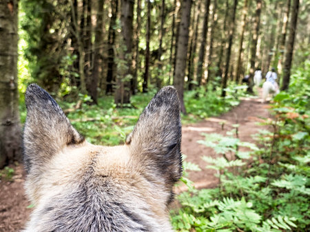 A shepherd dog stands alert on a forest trail, watching a group of people walk ahead amidst tall trees and lush greenery.の写真素材