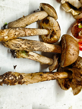 Various mushrooms in earthy tones are arranged on a textured surface, showing their unique shapes after being foraged from the forest.の写真素材
