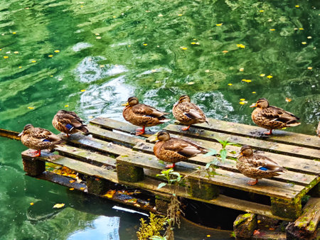 Ducks gather on a rustic dock at a tranquil pond, enjoying the calm waters and lush surroundings in the morning light.の写真素材