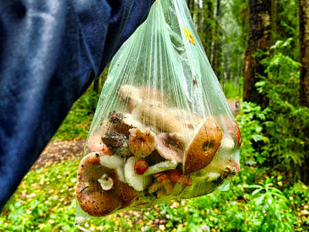 A person holds a clear plastic bag filled with freshly picked wild mushrooms while standing amidst lush greenery in a forest.の写真素材