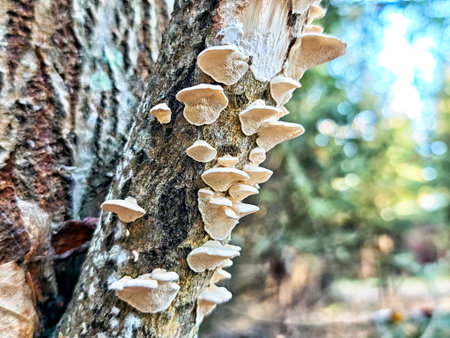 Fungi cluster on a tree trunk, thriving in dappled sunlight with a blurred green background typical...
