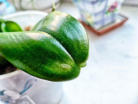 Thick green leaves emerge from a pot placed on a bright windowsill, showing healthy growth and vibrant color.の写真素材