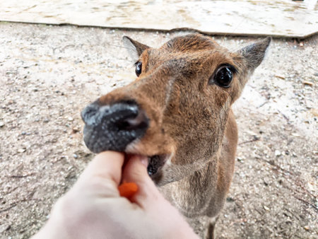 A deer accepts treats from a person's hand at a wildlife sanctuary, showcasing a moment of wildlife interaction and care.の写真素材