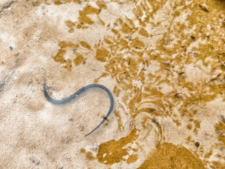 A long, slender creature glides through shallow water in a sandy area, blending between nature's...