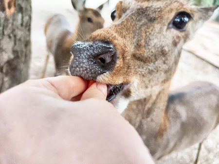 A person gently feeds a deer in a peaceful forest area surrounded by other deer, showcasing a warm interaction with wildlife.の写真素材