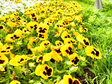 A field of bright yellow pansies with dark centers spreads across a garden in full bloom on a sunny spring day.の写真素材