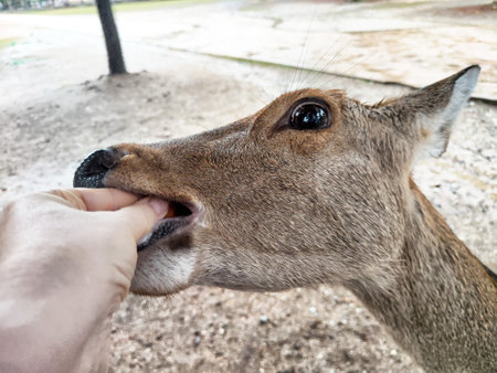 A hand reaches out to feed a deer, showcasing a gentle connection between humans and wildlife in a park environment.の写真素材