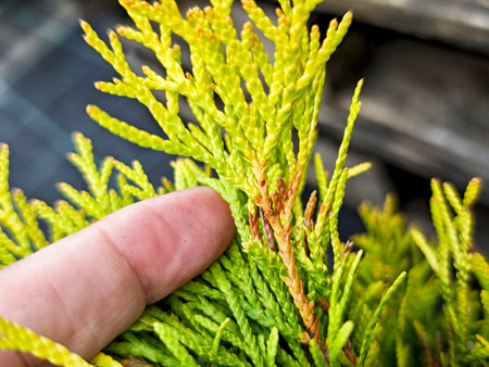 Bright green plant leaves are examined closely, highlighting both lush growth and subtle color changes in a natural environment.の写真素材