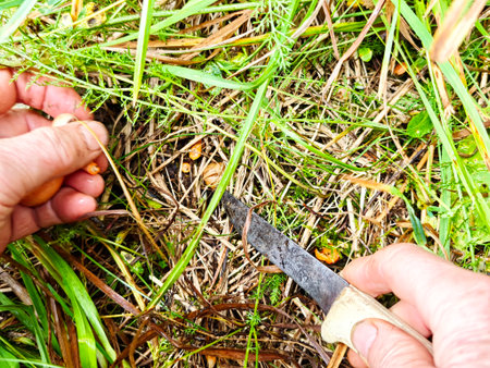 Two hands are picking edible plants from the ground in a lush green field while using a knife for harvesting.の写真素材