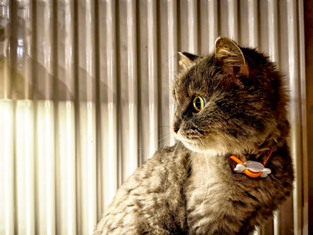 A fluffy gray cat poses beside a radiator while basking in the warm afternoon light, showing curiosity and comfort in its surroundings.の写真素材