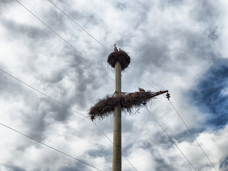 Two storks are seen on nests atop power poles, surrounded by gray clouds in a rural setting, symbolizing spring and nature's renewal.の写真素材