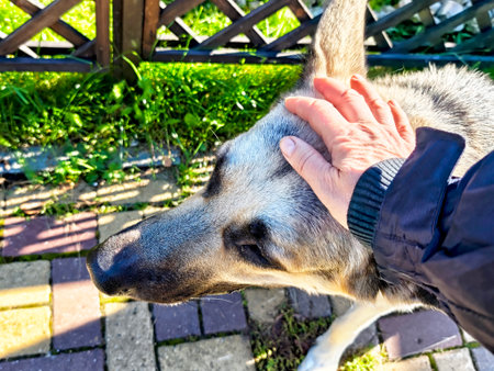 A loyal German Shepherd is getting a loving pat from its owner in a vibrant green garden on a clear sunny day.の写真素材