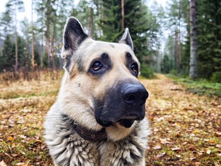 A well-trained German shepherd captures attention in a serene forest setting, exuding calmness and readiness for duty among fallen leaves.の写真素材