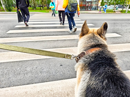 A German Shepherd stands at a crosswalk, observing people as they walk across the street on a bright, sunny day.の写真素材