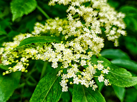 Delicate white flowers flourish among vibrant green leaves in the lush Guam Gorge of Adygea, showing...