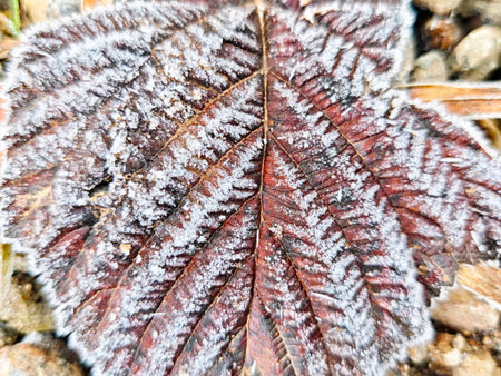 A leaf with frost covers the surface, lying on small pebbles in a natural setting during a cold...