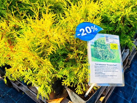 Kirov, Russia - September 13, 2025: Shrubs are arranged for sale with a discount tag in a vibrant garden center on a sunny day, showcasing their lush foliage.のeditorial素材