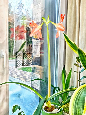 A flower is blooming next to a window with bright sunlight coming in. Green plants surround the flower in a garden setting.の写真素材