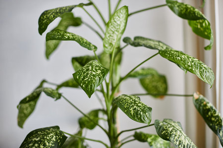 Dieffenbachia plant in a pot on a stool by the window. Retro interior in light colors. Background...