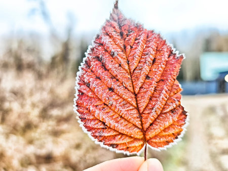 A hand holds a frosted red leaf in front of a blurred path and nature during the autumn season with a cool atmosphere.の写真素材