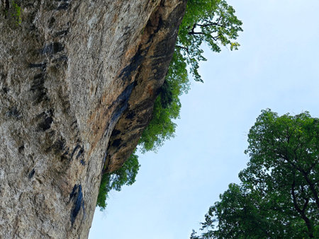 A tall rock face rises sharply with green trees at its top against a grey sky. The area shows natural scenery and wild environment.の写真素材