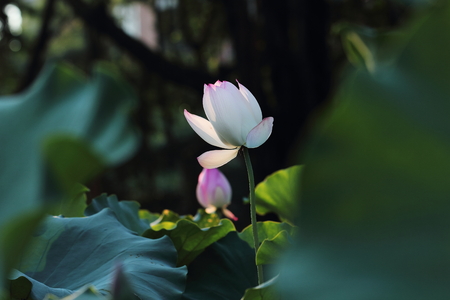 Lotus in the pondの写真素材