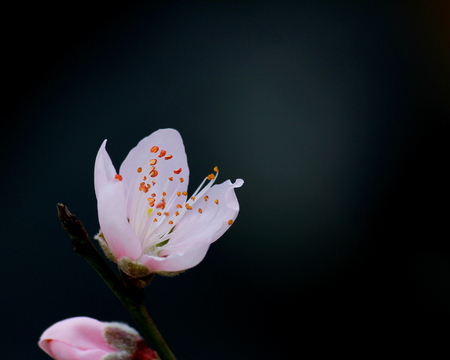 Closeup of a flowerの写真素材